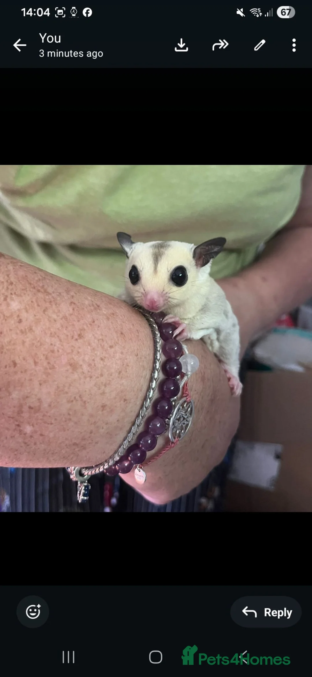 Sugar Glider rodents for sale: Sugar Glider Joey Platinum female - Advert 1