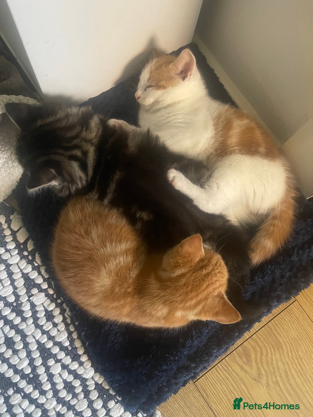 Mixed Breed cats for sale: Looking for forever home - Image 8