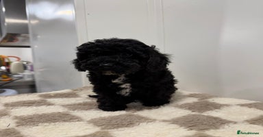 Cavapoo dogs - Advert 11