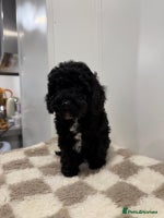 Cavapoo dogs - Advert 11