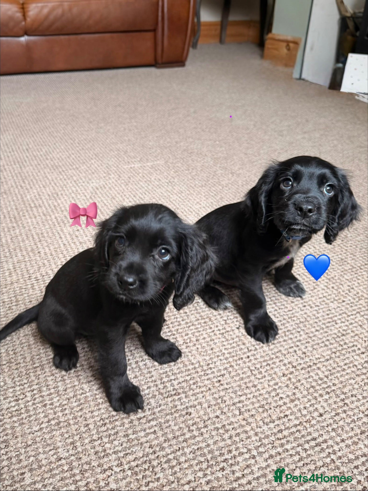 Cocker Spaniel dogs Working cocker spaniels  - Advert 1