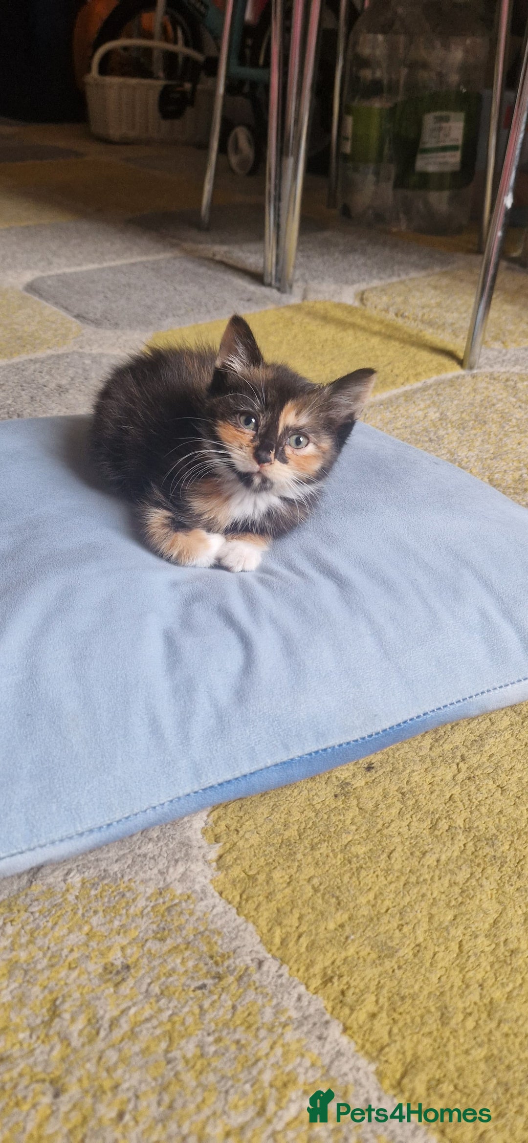 Mixed Breed cats for sale: 4 little kittens(1 taby boy+3 calico girls)  - Image 2