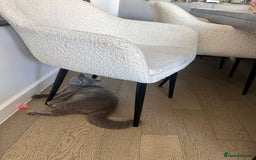 British Shorthair cats for sale: British Shorthair Male, Blue, 13 months - Advert 5