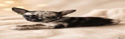 Chihuahua dogs for sale: Chihuahuas *Stunning Litter* LAST ONE Tiny - Advert 13