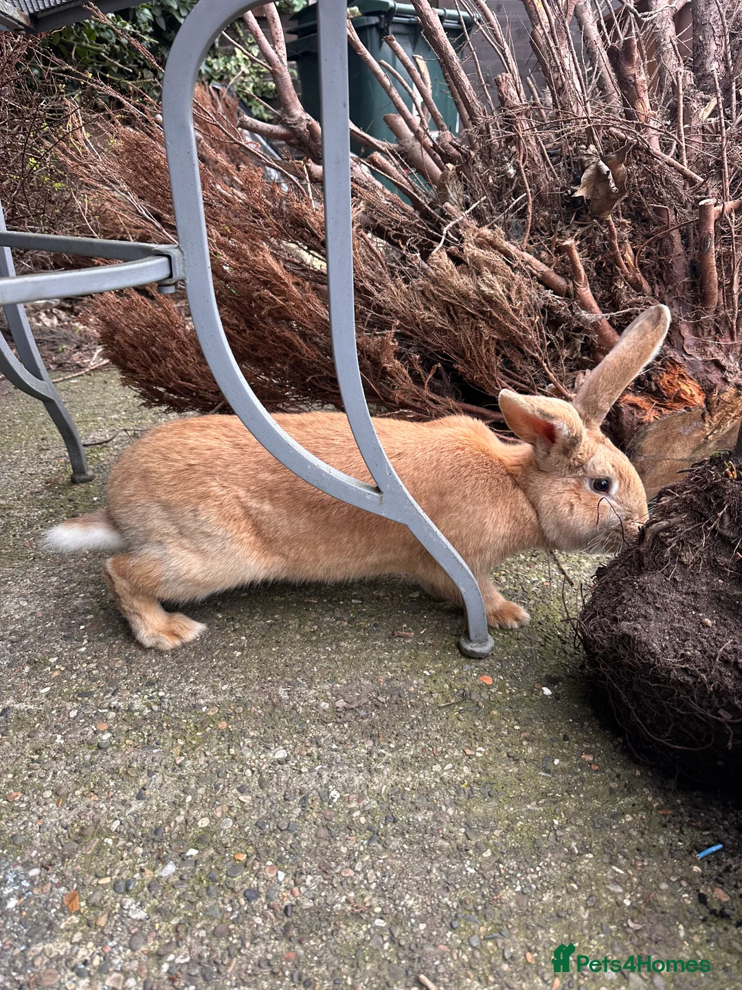 Continental Giant rabbits for sale: Doe Continental Giant 10 months old - Advert 4