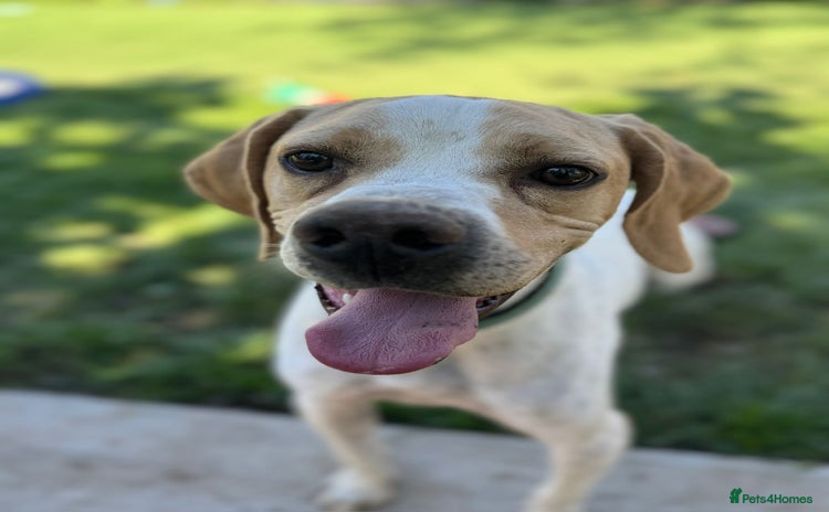 Mixed Breed dogs - Advert 13