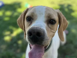 Mixed Breed dogs for adoption: ANJO - Advert 4