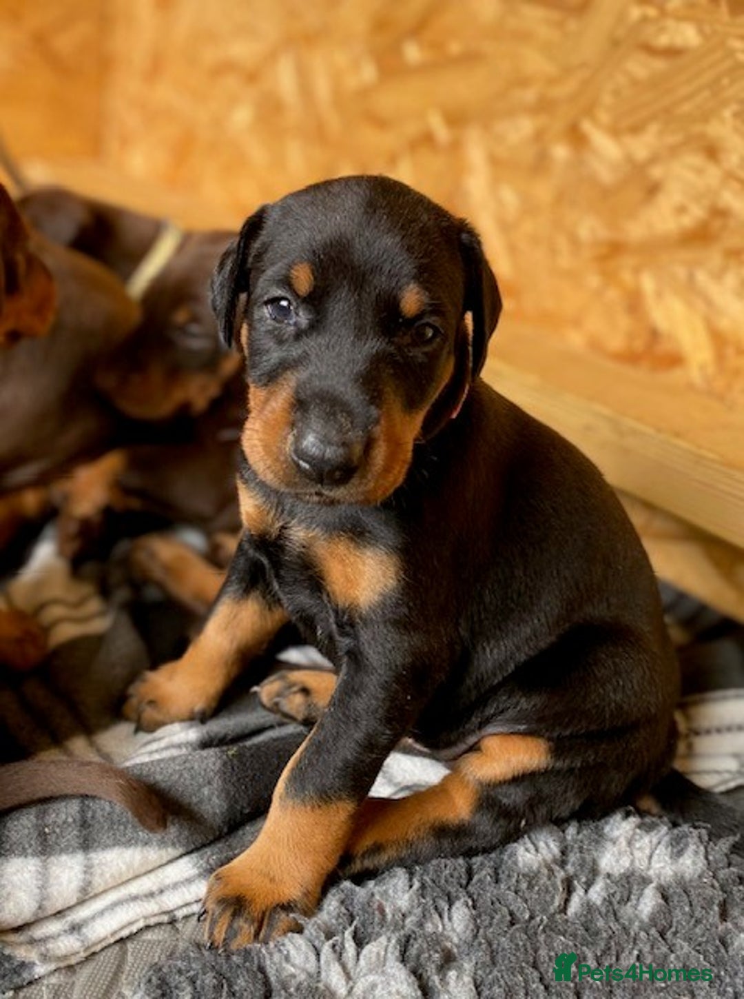Dobermann dogs for sale: Outstanding KC reg Doberman puppies for sale - Image 8