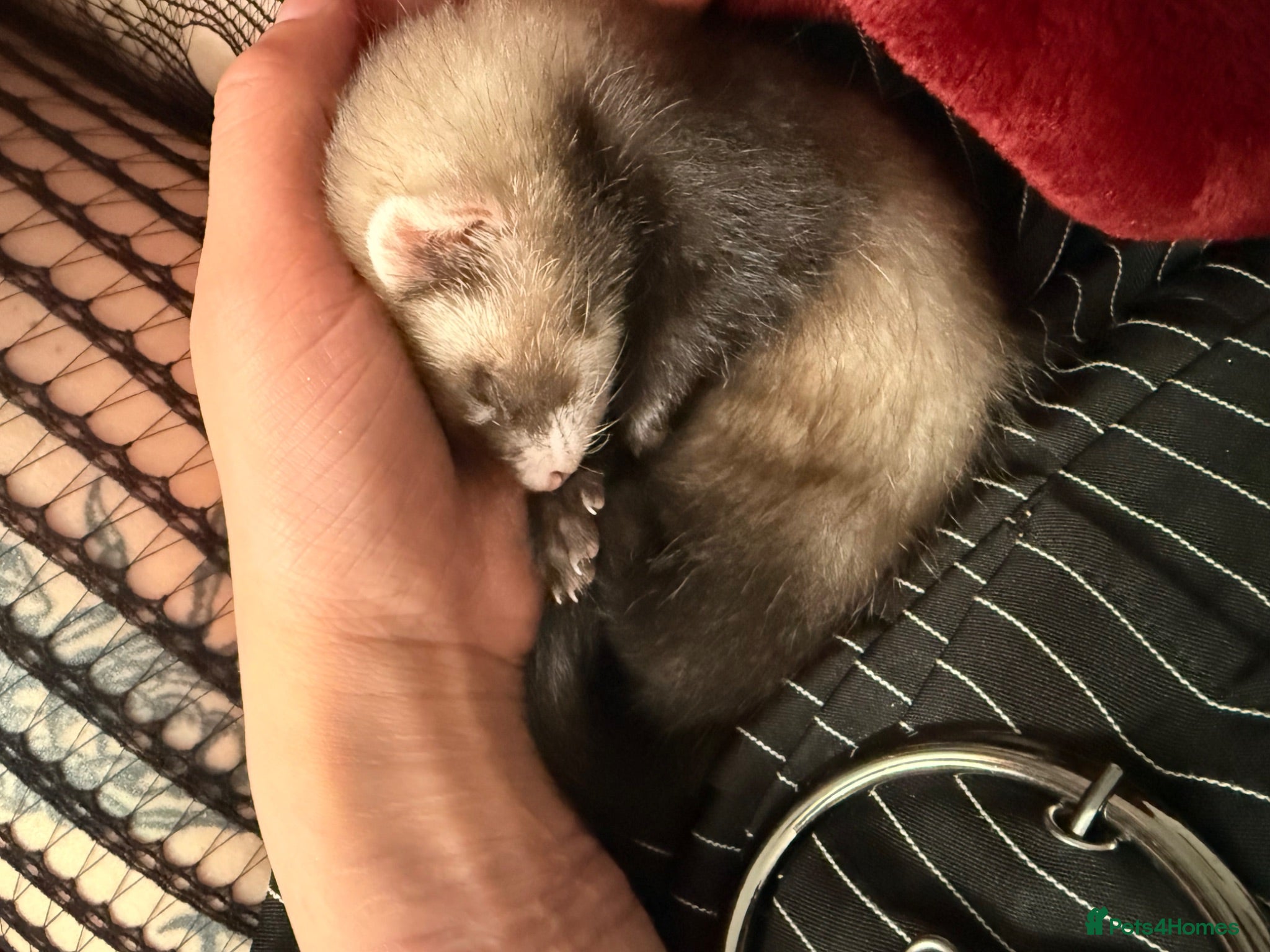 Ferret rodents Female ferret  - Advert 3