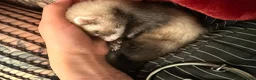 Ferret rodents for sale: Female ferret  in Sheffield - Advert 1