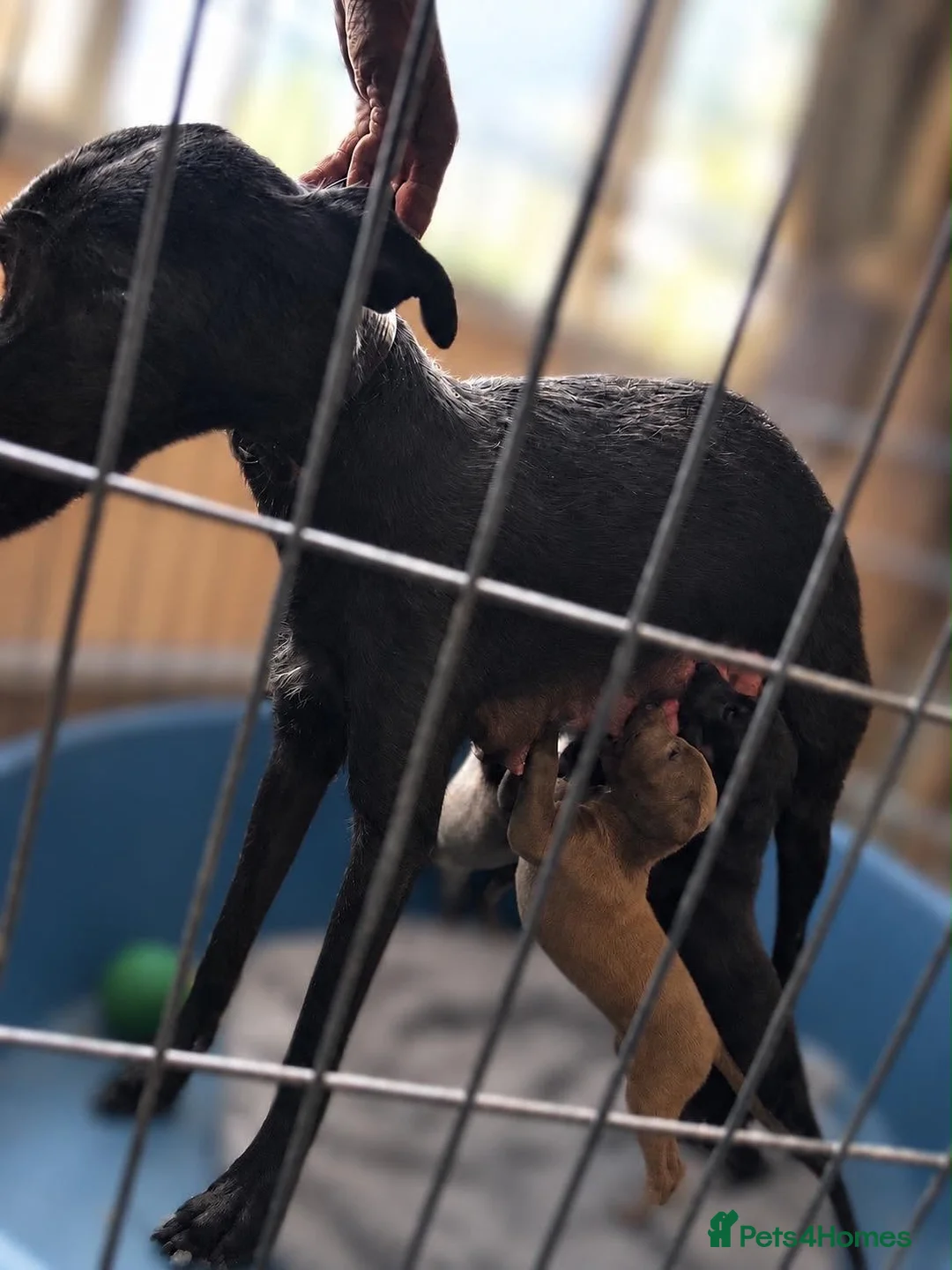 Whippet dogs for sale: 3 girls one boy  - Advert 3