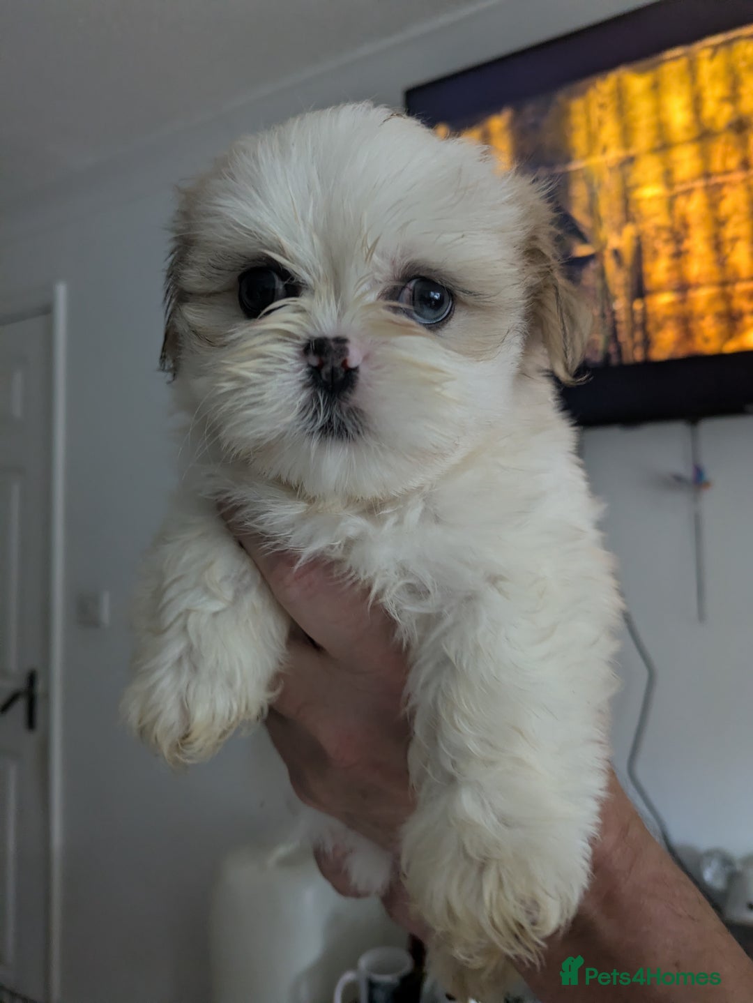 Lhasa Apso dogs for sale: Lhasa apso puppies  - Image 3