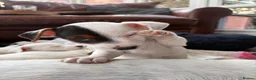 Jack Russell dogs for sale: Beautiful litter of 7 amazing Jack Russel puppies - Advert 8