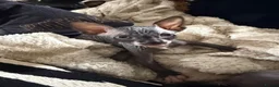 Sphynx cats for sale: 💙🩷 gorgeous sphynx baby’s 🩷💙 1 girl back up  - Advert 14