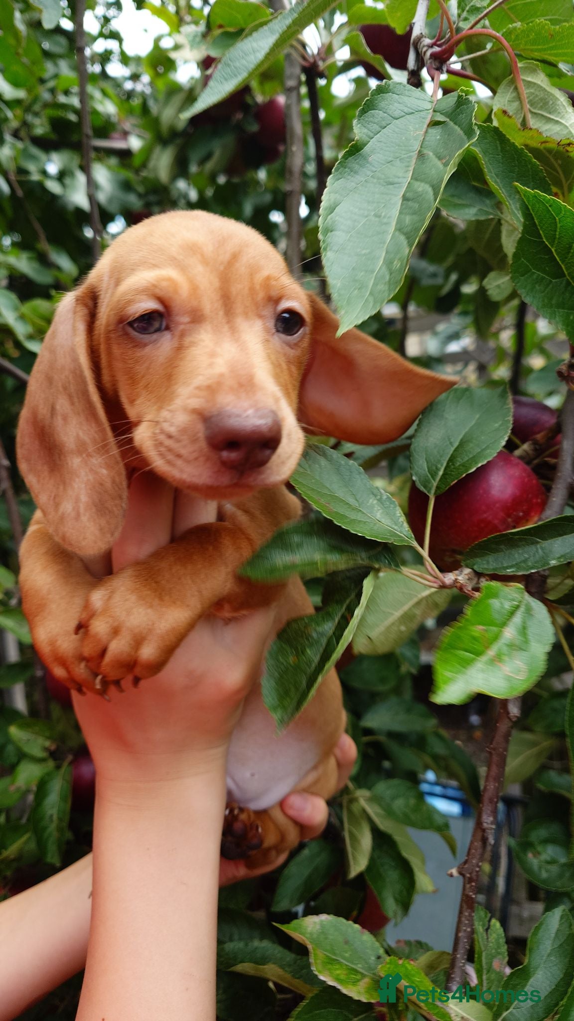 Miniature Dachshund dogs Beautiful Miniature Puppy Dachsung  - Advert 1