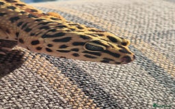 Leopard Gecko reptiles for sale: Kevin the leopard gecko - Image 6