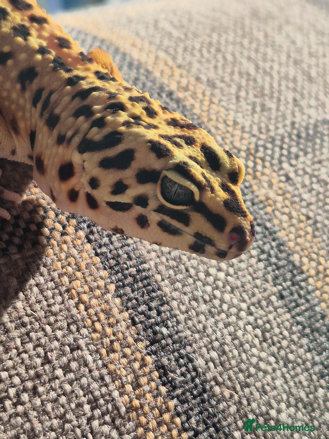 Leopard Gecko reptiles for sale: Kevin the leopard gecko - Image 6