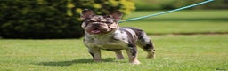 French Bulldog dogs for stud: French bulldog for stud in Basildon - Advert 2