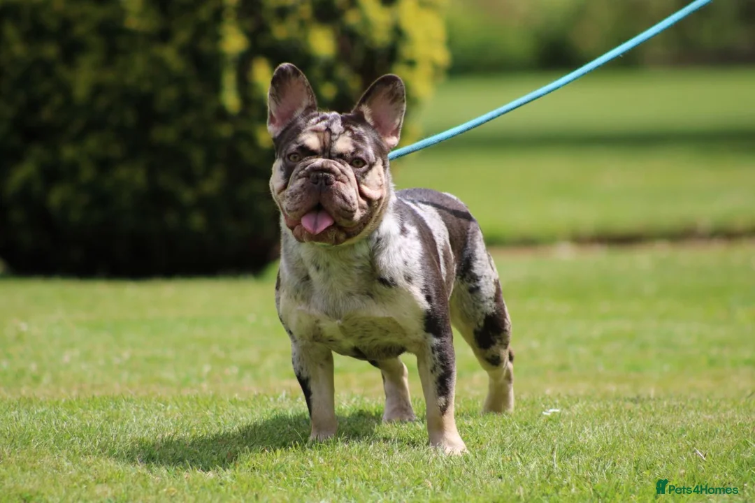 French Bulldog dogs for stud: French bulldog for stud in Basildon - Advert 2
