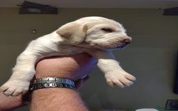 Italian Spinone dogs for sale: A beautiful litter of Italian Spinones  - Image 17