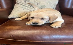 Labrador Retriever dogs for sale: Fox Red/Golden Labrador Puppies  - Image 7