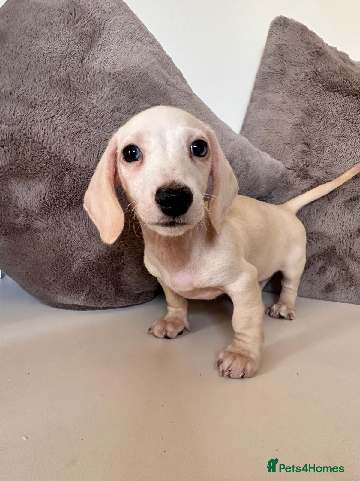 Miniature Dachshund dogs KC Cream Smooth Miniature Dachshunds - Advert 2