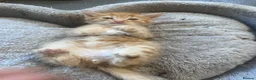 Mixed Breed cats for sale: Stunning 8 week Old Mix Breed kittens - Advert 22