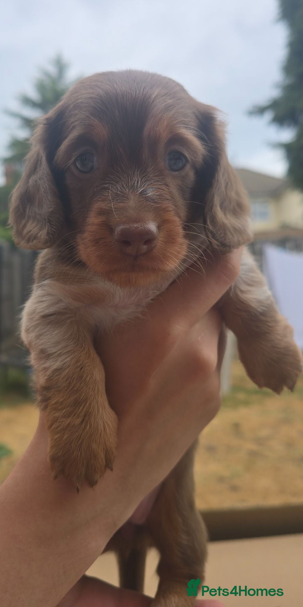 Miniature Dachshund dogs Beautiful Longhair Miniature Dachshund girl - Advert 6