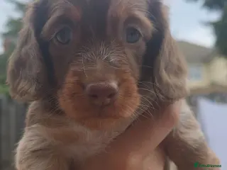 Miniature Dachshund dogs Beautiful Longhair Miniature Dachshund girl - Advert 18