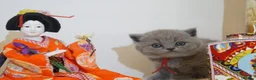 British Shorthair cats for sale: ✨ CIAOKITTY — BLUE BRITISH SHORTHAIR KITTENS ✨ in Widnes - Advert 3