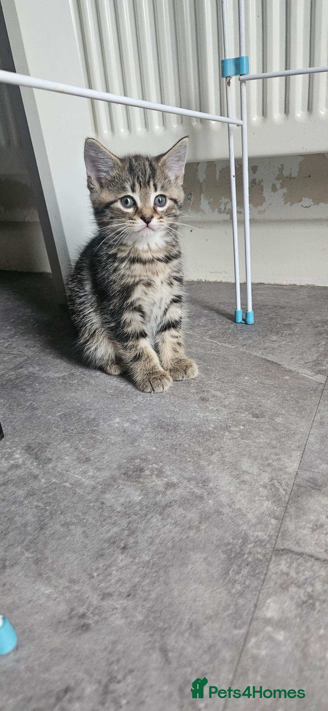 Mixed Breed cats for sale: Mainecoon bloodline  - Advert 8