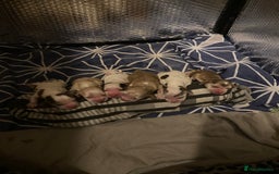 Cocker Spaniel dogs for sale: ‘Show Type’ Cocker Spaniel Puppies. KC Registered. - Image 5