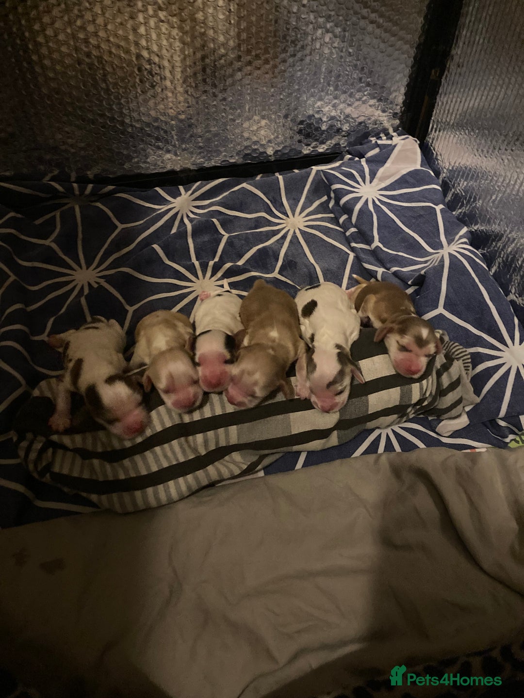 Cocker Spaniel dogs for sale: ‘Show Type’ Cocker Spaniel Puppies. KC Registered. - Image 5