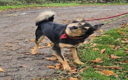 Mixed Breed dogs for adoption: BRILLIANT BERTIE - Image 8