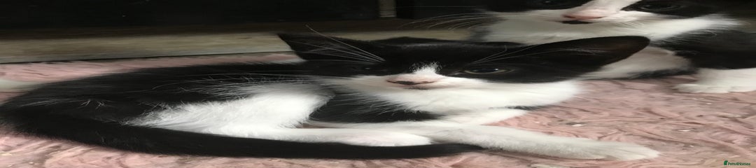 Domestic Shorthair Kitten 1