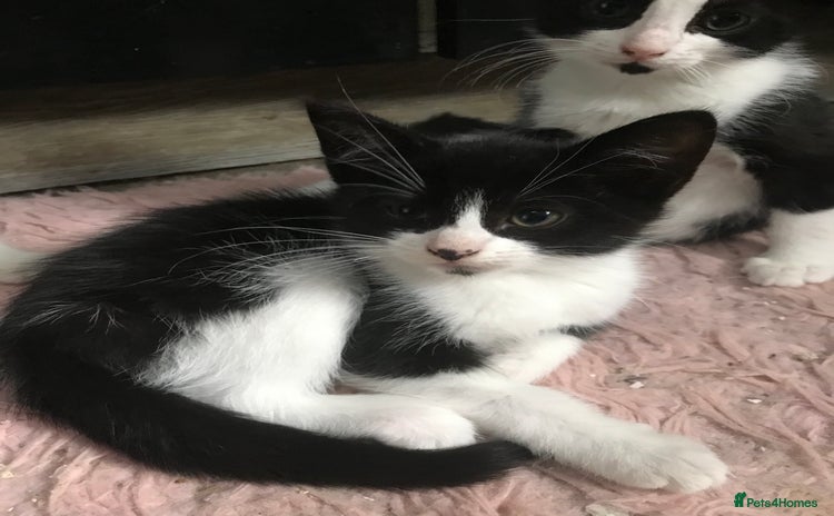 Domestic Shorthair cats - Advert 1