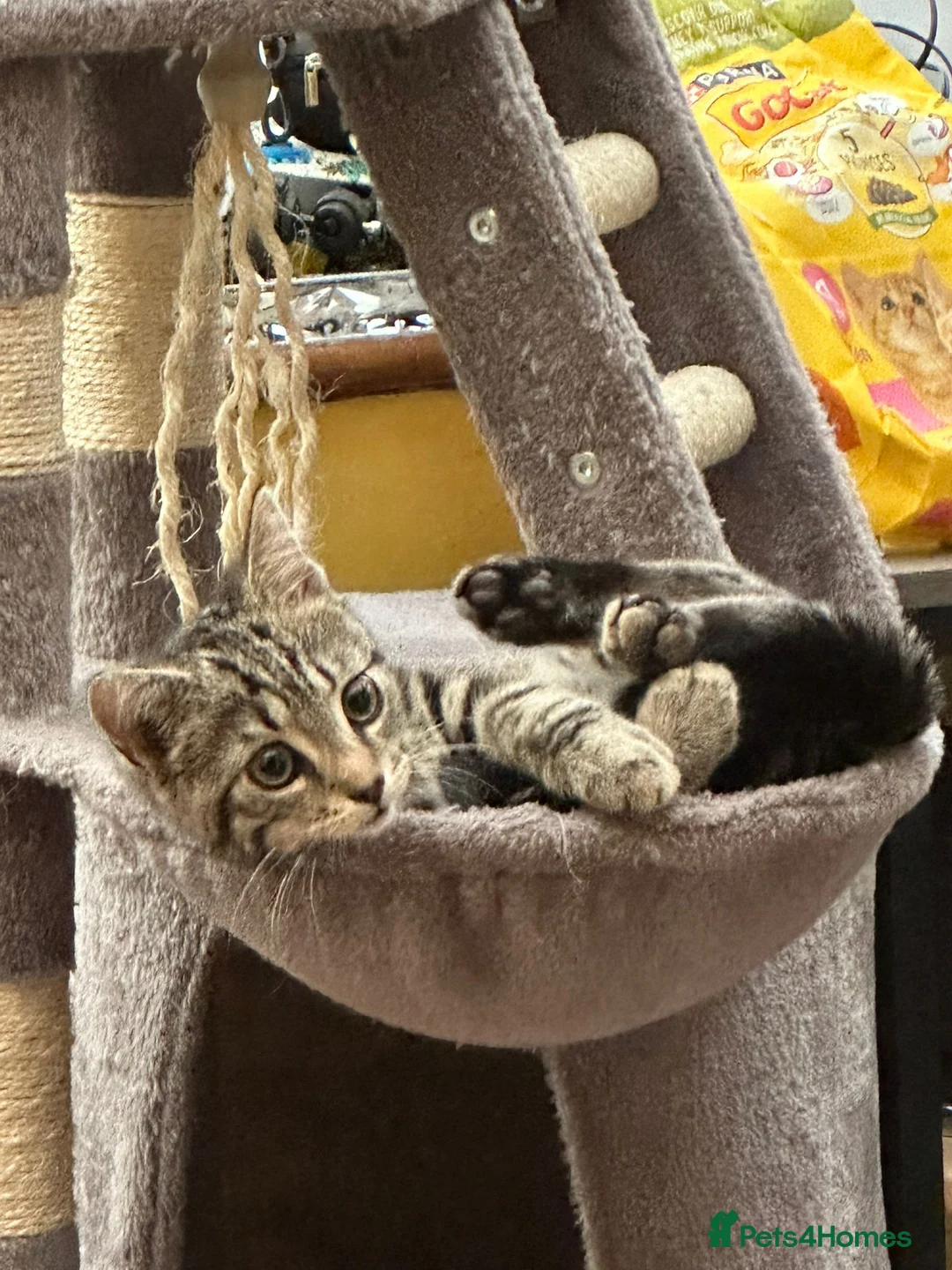 Mixed Breed cats for sale: Taby cat gor FREE  - Advert 8