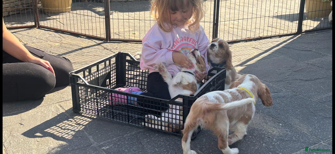 Cavalier King Charles Spaniel dogs for sale: Cavalier King Charles Spaniel  - Image 2