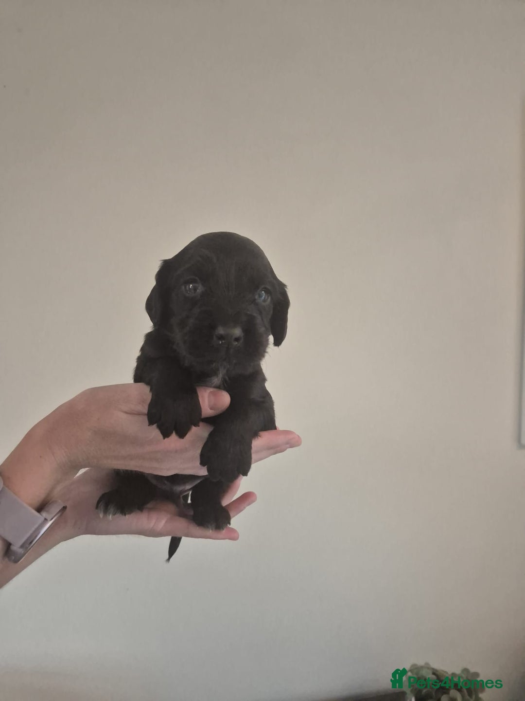 Cocker Spaniel dogs for sale: Cocker spaniel puppies  - Image 5