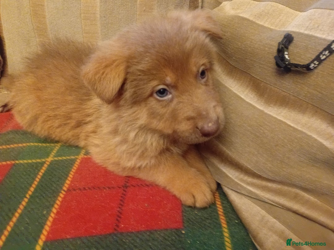 German Shepherd dogs for sale: Rare colours straight backed german shepherds - Advert 9