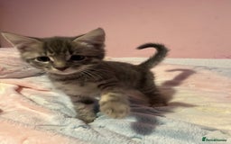 Bengal cats for sale: Bengal x Ragdoll Kittens - Advert 18