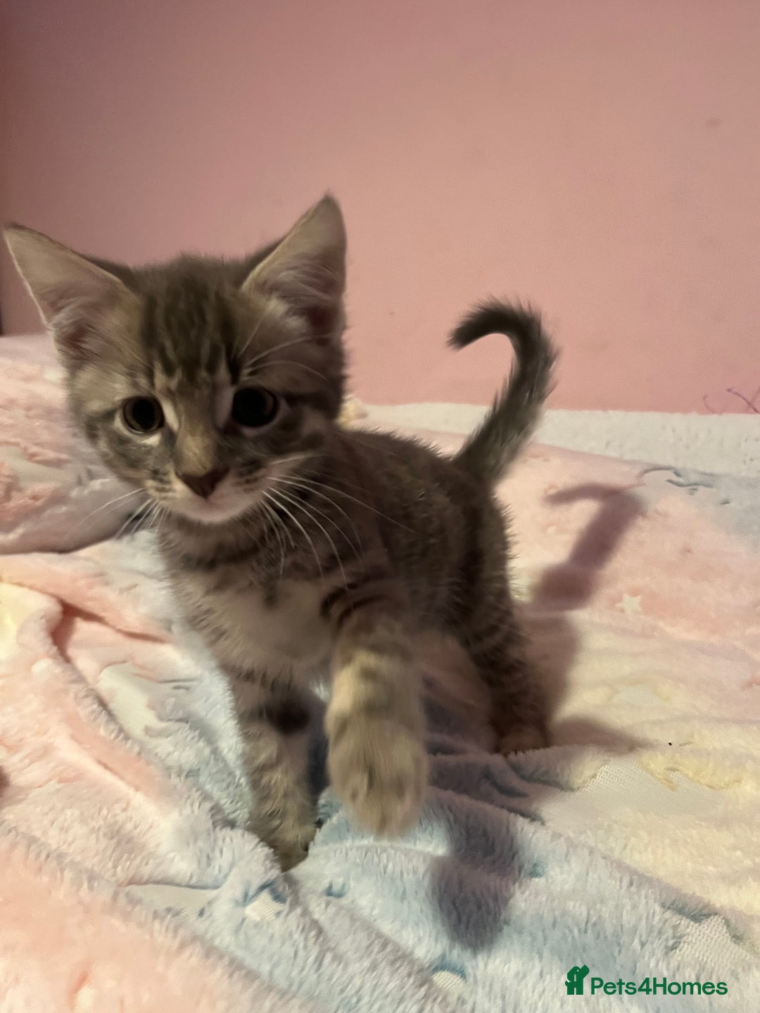 Bengal cats for sale: Bengal x Ragdoll Kittens - Advert 18