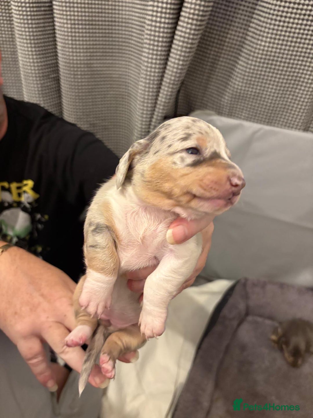 Miniature Dachshund dogs for sale: Beautiful Miniature dachshund pups  - Advert 23