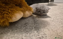 British Shorthair cats for sale: Adorable,chunky,champion lined british shorthairs! - Image 13