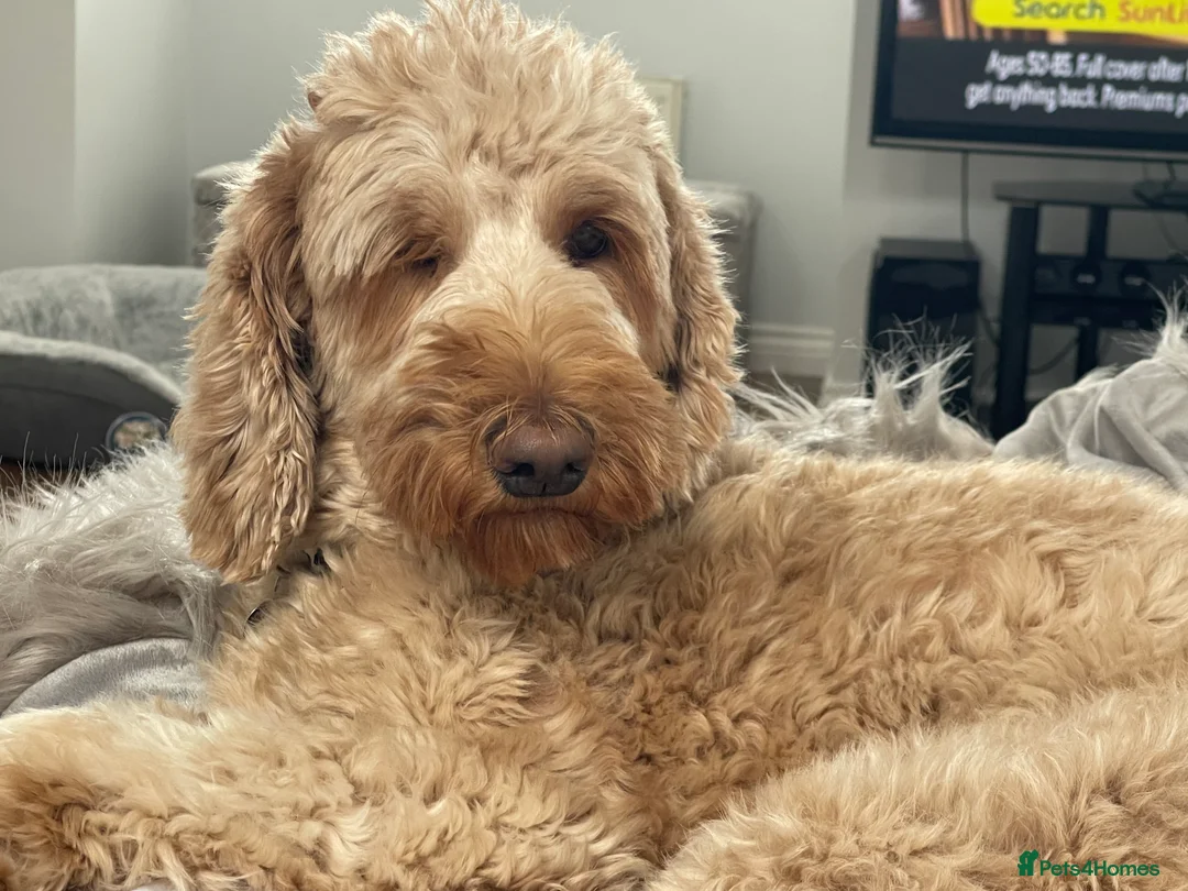 Goldendoodle dogs for sale: Multigenerational Doodles Licensed Tested Boys - Advert 20