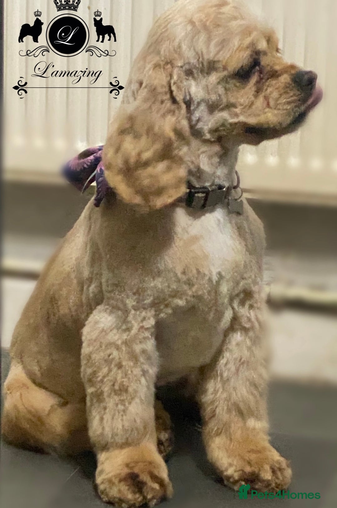 American Cocker Spaniel dogs for sale: Stunning FCI Russian 3yr old champion lines female - Advert 1