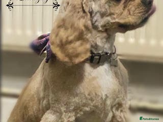 American Cocker Spaniel dogs Stunning FCI Russian 3yr old champion lines female - Advert 11