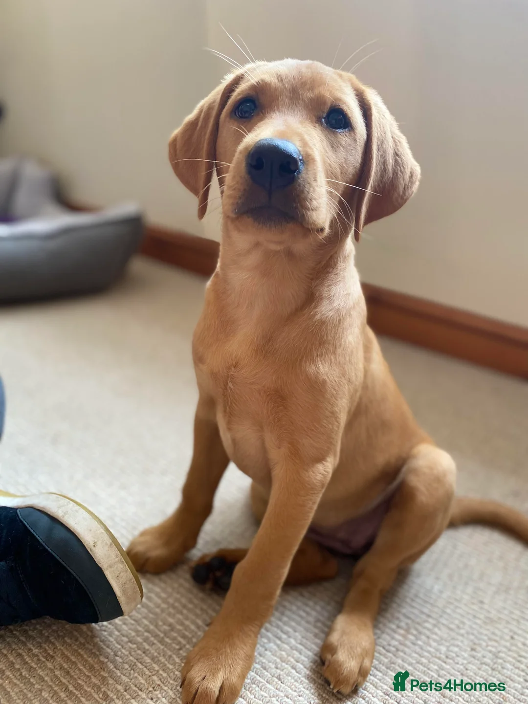 Labrador Retriever dogs for stud: Our Handsome FULLY HEALTH Tested Fox Red Stud Dog in Bristol - Advert 13