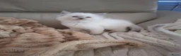 Ragdoll cats for sale: Ragdoll kittens  - Advert 10