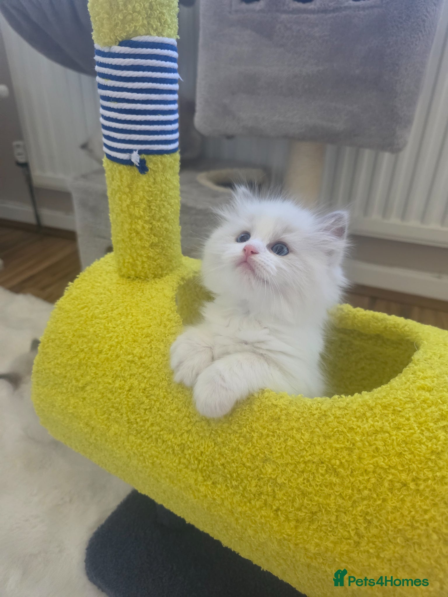 Ragdoll cats GCCF registered Ragdoll kittens  - Advert 2